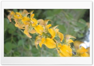 yellow flower 4K UHD Wallpaper for Widescreen and UltraWide Desktop, UltraHD TV, Smartphone, Tablet