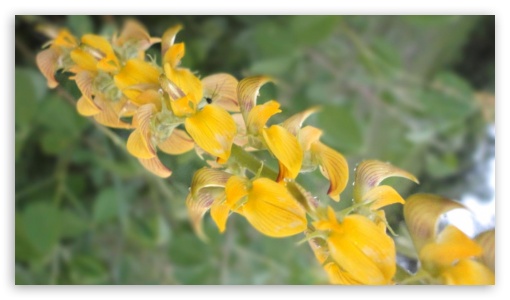 yellow flower UltraHD Wallpaper for HD 16:9 ;