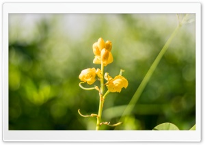 Yellow Flower Ultra HD Wallpaper for 4K UHD Widescreen Desktop, Lockscreen, Screensaver, TV, Tablet, Smartphone