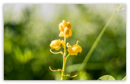 Yellow Flower UltraHD Wallpaper for UHD 16:9 ; HD 16:9 ; Widescreen 16:10 5:3 ; Fullscreen 4:3 5:4 3:2 ; Tablet 1:1 ; Mobile 9:16 2:3 3:5 3:4 ;