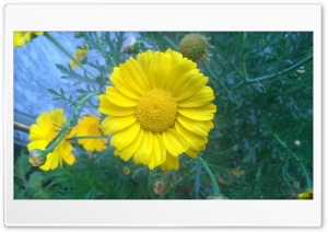 Yellow Flower 4K UHD Wallpaper for Widescreen and UltraWide Desktop, UltraHD TV, Smartphone, Tablet