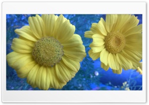 Yellow Flower 4K UHD Wallpaper for Widescreen and UltraWide Desktop, UltraHD TV, Smartphone, Tablet