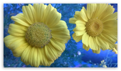 Yellow Flower UltraHD Wallpaper for HD 16:9 ;