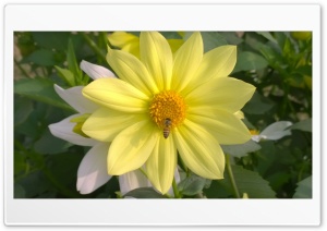 Yellow Flower 4K UHD Wallpaper for Widescreen and UltraWide Desktop, UltraHD TV, Smartphone, Tablet