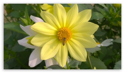 Yellow Flower UltraHD Wallpaper for HD 16:9 ;