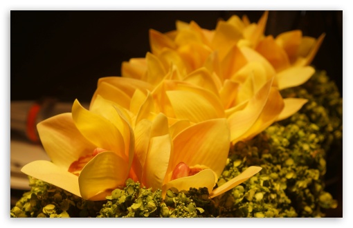 Yellow Flower UltraHD Wallpaper for 8K UHD TV 16:9 Ultra High Definition 2160p 1440p 1080p 900p 720p ; Widescreen 16:10 5:3 WHXGA WQXGA WUXGA WXGA WGA ; Fullscreen 4:3 5:4 3:2 UXGA XGA SVGA QSXGA SXGA DVGA HVGA HQVGA ( Apple PowerBook G4 iPhone 4 3G 3GS iPod Touch ) ;