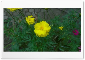 Yellow Flower 4K UHD Wallpaper for Widescreen and UltraWide Desktop, UltraHD TV, Smartphone, Tablet