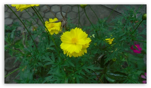 Yellow Flower UltraHD Wallpaper for HD 16:9 ;