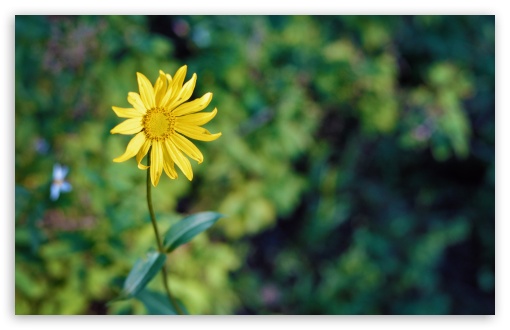 Yellow Flower UltraHD Wallpaper for UHD 16:9 ; HD 16:9 ; Widescreen 16:10 5:3 ; Fullscreen 4:3 5:4 3:2 ; Tablet 1:1 ; Mobile 3:5 3:4 ;