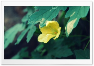 Yellow Flower & Green Leaves Ultra HD Wallpaper for 4K UHD Widescreen desktop, tablet & smartphone