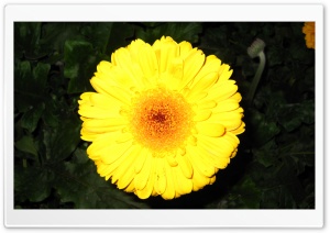 Yellow Flower, Ali Malekpour Ultra HD Wallpaper for 4K UHD Widescreen desktop, tablet & smartphone