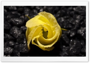 Yellow Flower Black Background Ultra HD Wallpaper for 4K UHD Widescreen desktop, tablet & smartphone