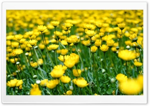 Yellow Flower Field 4K UHD Wallpaper for Widescreen and UltraWide Desktop, UltraHD TV, Smartphone, Tablet