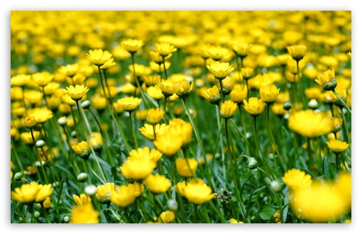 Yellow Flower Field UltraHD Wallpaper for UHD 16:9 ; HD 16:9 ; UltraWide 21:9 24:10 32:9 32:10 ; Widescreen 16:10 5:3 ; Fullscreen 4:3 5:4 3:2 ; Tablet 1:1 ; Mobile 9:16 9:19.5 9:20 9:21 9:22 10:16 2:3 3:5 3:4 ; Dual 16:10 5:3 16:9 4:3 5:4 3:2 ;