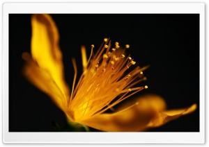 Yellow Flower Macro Ultra HD Wallpaper for 4K UHD Widescreen desktop, tablet & smartphone