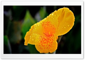 Yellow Flower With Raindrops Ultra HD Wallpaper for 4K UHD Widescreen desktop, tablet & smartphone
