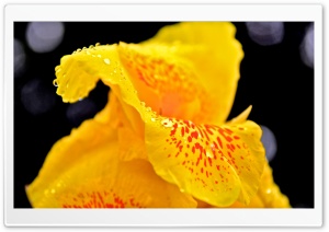 Yellow Flower With Raindrops Macro Ultra HD Wallpaper for 4K UHD Widescreen desktop, tablet & smartphone