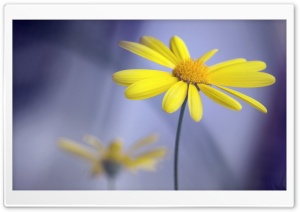Yellow Flower With Stem Ultra HD Wallpaper for 4K UHD Widescreen desktop, tablet & smartphone
