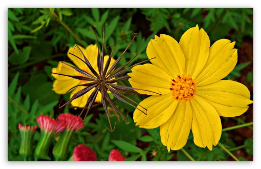 Yellow Flowers UltraHD Wallpaper for HD 16:9 ; Widescreen 16:10 5:3 ; Fullscreen 4:3 5:4 3:2 ; Tablet 1:1 ; Mobile 3:4 ;