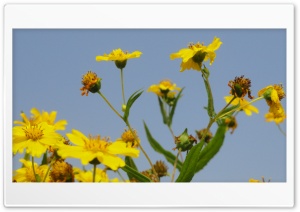 Yellow Flowers 4K UHD Wallpaper for Widescreen and UltraWide Desktop, UltraHD TV, Smartphone, Tablet
