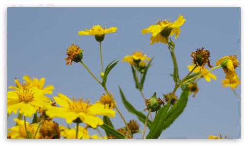 Yellow Flowers UltraHD Wallpaper for HD 16:9 ;