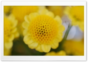 Yellow Flowers Ultra HD Wallpaper for 4K UHD Widescreen desktop, tablet & smartphone