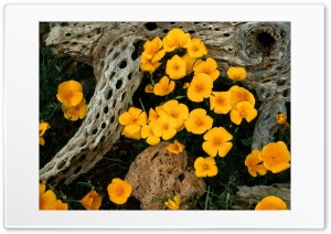 yellow flowers 4K UHD Wallpaper for Widescreen and UltraWide Desktop, UltraHD TV, Smartphone, Tablet