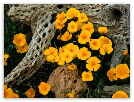 yellow flowers UltraHD Wallpaper for Fullscreen 4:3 ;
