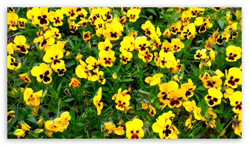 Yellow flowers UltraHD Wallpaper for UHD 16:9 ; HD 16:9 ;