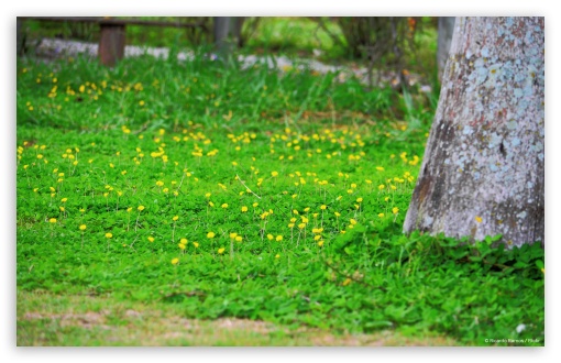 Yellow Flowers UltraHD Wallpaper for HD 16:9 ; Widescreen 16:10 5:3 ; Fullscreen 3:2 ;