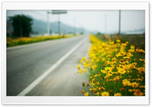 Yellow Flowers Along The Road Ultra HD Wallpaper for 4K UHD Widescreen desktop, tablet & smartphone