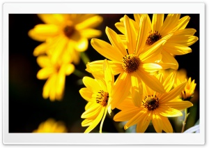 Yellow Flowers Close Up Ultra HD Wallpaper for 4K UHD Widescreen desktop, tablet & smartphone