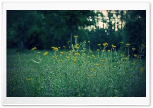 Yellow Flowers, Dusk Ultra HD Wallpaper for 4K UHD Widescreen desktop, tablet & smartphone