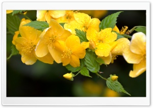 Yellow Flowers On Branches Ultra HD Wallpaper for 4K UHD Widescreen desktop, tablet & smartphone