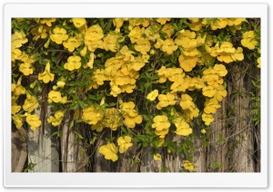 Yellow Flowers On The Fence Ultra HD Wallpaper for 4K UHD Widescreen desktop, tablet & smartphone