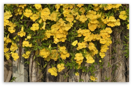 Yellow Flowers On The Fence UltraHD Wallpaper for HD 16:9 ; Widescreen 16:10 5:3 ; Fullscreen 4:3 5:4 3:2 ; Tablet 1:1 ; Mobile 3:5 3:4 ; Dual 16:10 5:3 16:9 4:3 5:4 ;