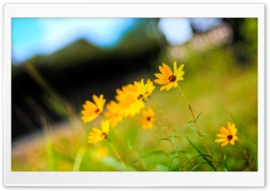 Yellow Flowers Photo Ultra HD Wallpaper for 4K UHD Widescreen desktop, tablet & smartphone