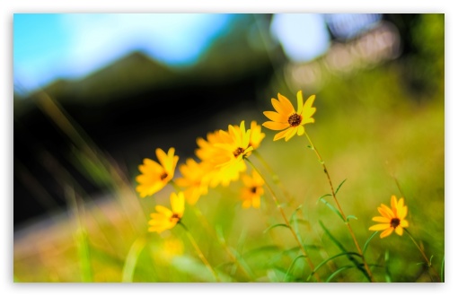 Yellow Flowers Photo UltraHD Wallpaper for HD 16:9 ; Widescreen 16:10 5:3 ; Fullscreen 4:3 5:4 3:2 ; Tablet 1:1 ; Mobile 3:5 3:4 ; Dual 5:4 ;