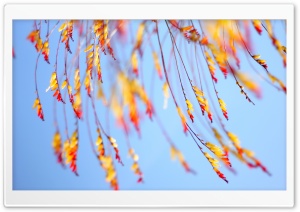 Yellow Flowers Twigs Ultra HD Wallpaper for 4K UHD Widescreen desktop, tablet & smartphone