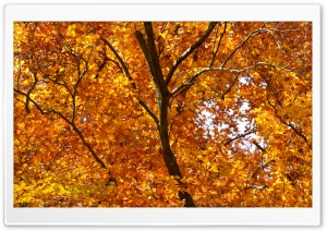 Yellow Foliage, Autumn Ultra HD Wallpaper for 4K UHD Widescreen desktop, tablet & smartphone