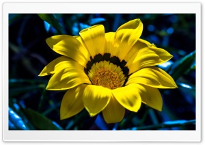 Yellow Gazania Ultra HD Wallpaper for 4K UHD Widescreen desktop, tablet & smartphone