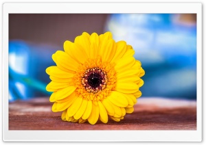 Yellow Gerbera Ultra HD Wallpaper for 4K UHD Widescreen desktop, tablet & smartphone