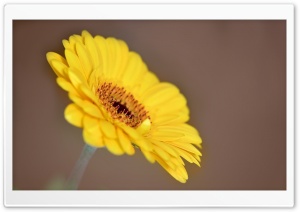 Yellow Gerbera Ultra HD Wallpaper for 4K UHD Widescreen desktop, tablet & smartphone