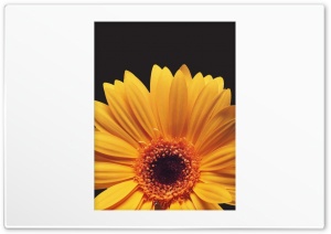 Yellow Gerbera Daisies VGA Mobile 4K UHD Wallpaper for Widescreen and UltraWide Desktop, UltraHD TV, Smartphone, Tablet