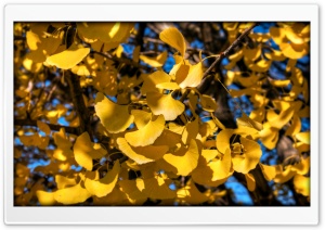 Yellow Ginkgo Leaves Ultra HD Wallpaper for 4K UHD Widescreen desktop, tablet & smartphone
