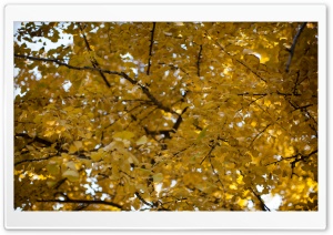 Yellow Ginkgo Tree Ultra HD Wallpaper for 4K UHD Widescreen desktop, tablet & smartphone