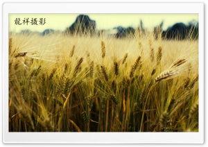 Yellow Grain Ultra HD Wallpaper for 4K UHD Widescreen desktop, tablet & smartphone