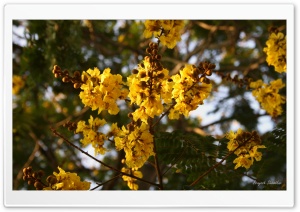 Yellow Gulmohar Flowers . . Ultra HD Wallpaper for 4K UHD Widescreen desktop, tablet & smartphone