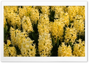 Yellow Hyacinths Flowers, Spring Ultra HD Wallpaper for 4K UHD Widescreen desktop, tablet & smartphone