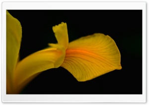 Yellow Iris Flower Ultra HD Wallpaper for 4K UHD Widescreen desktop, tablet & smartphone
